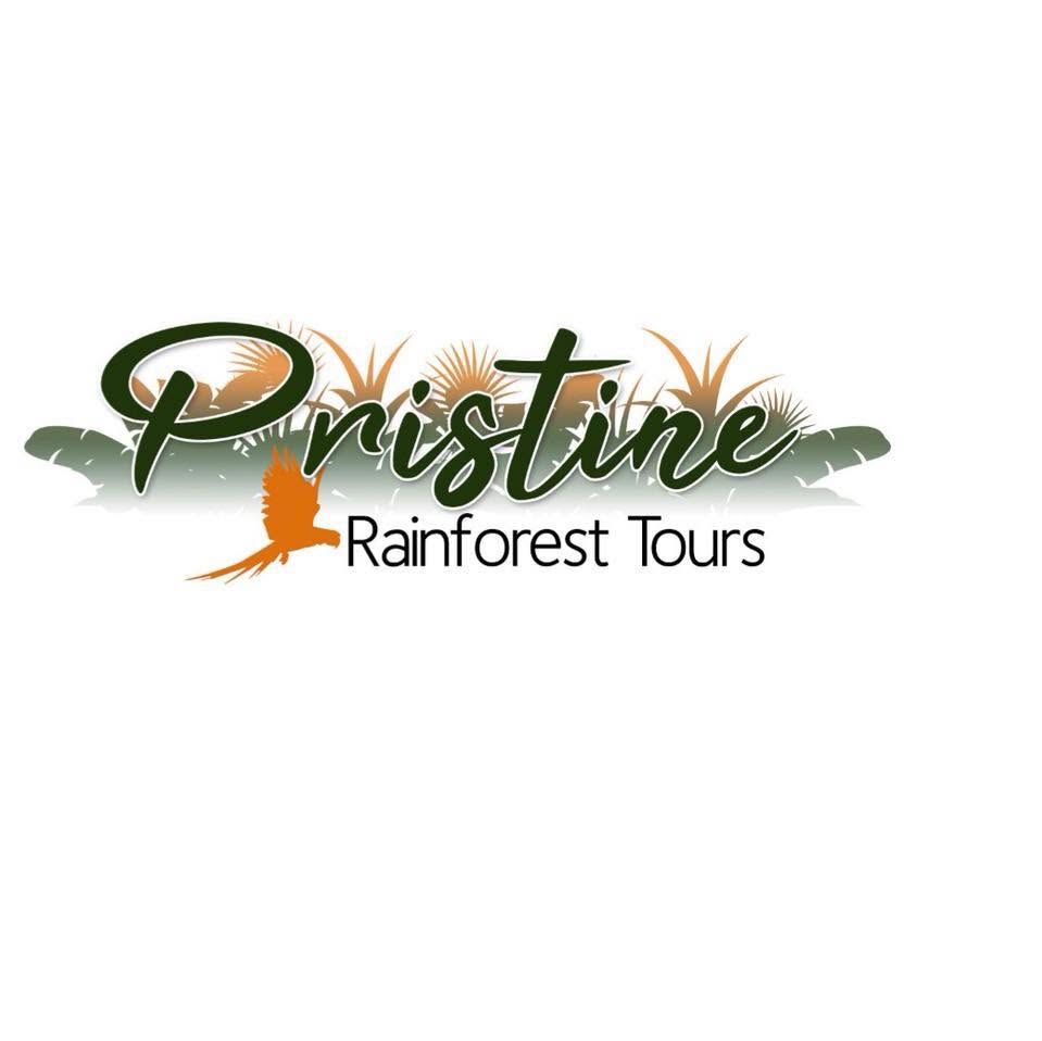 Pristine Rainforest Tours